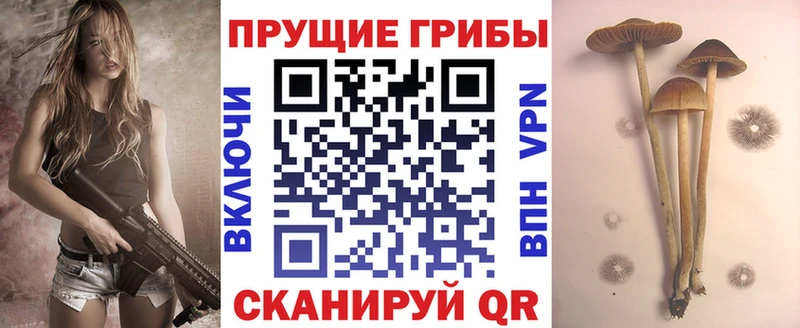 Псилоцибиновые грибы мицелий  кракен ссылки  Ногинск  хочу наркоту 